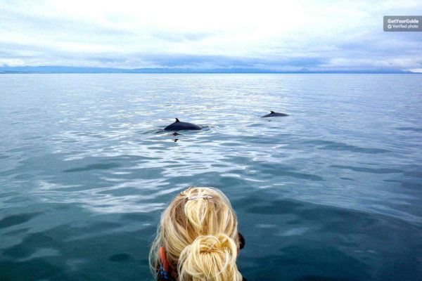 Whale-Watching-Tour-from-Reykjavik