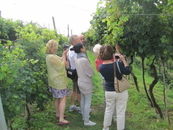 Amarone-Wine-Tour-and-Tasting-from-Venice-Padua-or-Verona