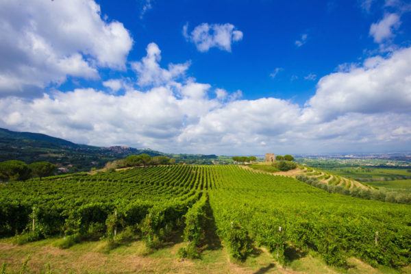 Frascati-3-Hour-Wine-Tasting-Tour-from-Rome