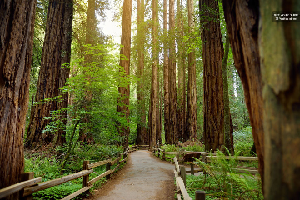 Muir-Woods-Tour-of-California-Coastal-Redwoods