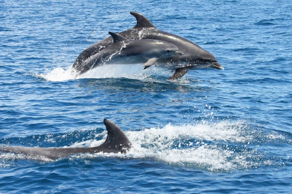 Albufeira-2-5-Hour-Dolphin-Watching-and-Caves-Cruise