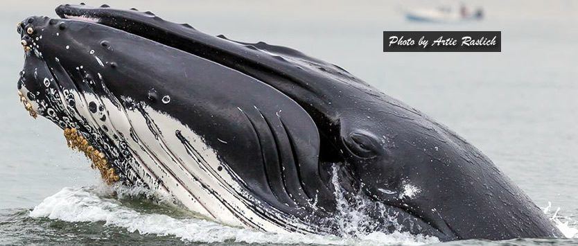 Whale-Watching-and-Dolphin-Adventure-Cruises