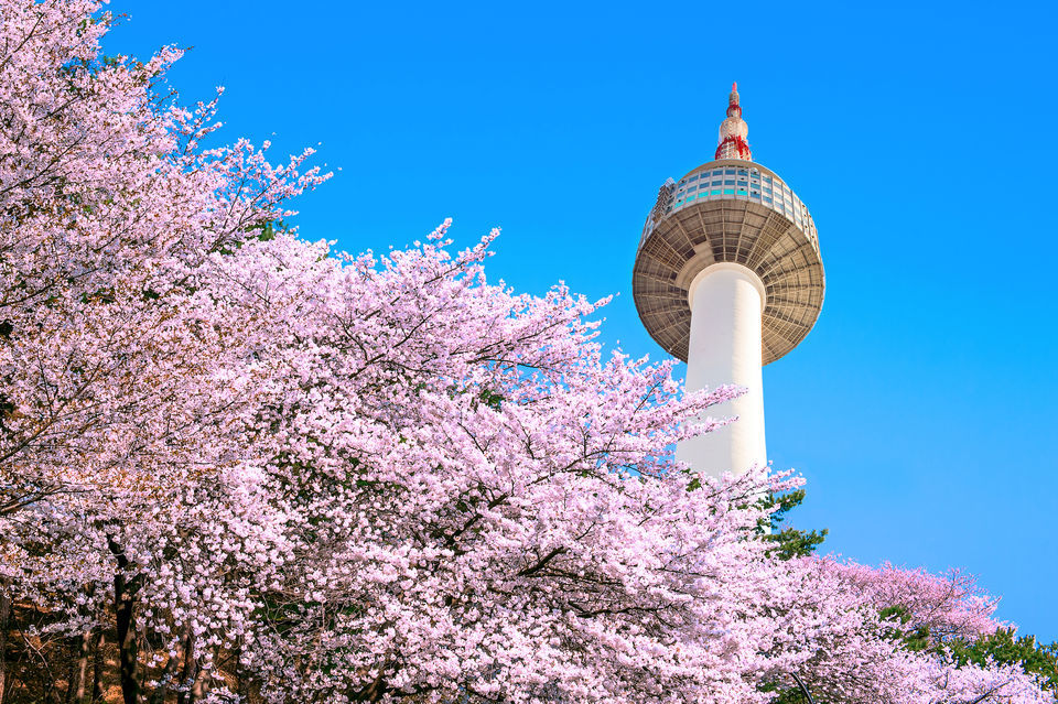 See the Cherry Blossom in Seoul