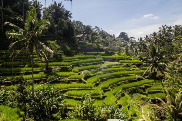  Tegalalang Rice Terrace, Bali