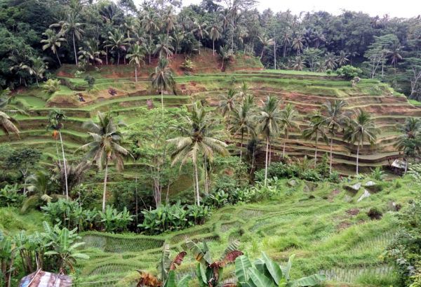 Best of Ubud Waterfall, Rice Terraces & Monkey Forest