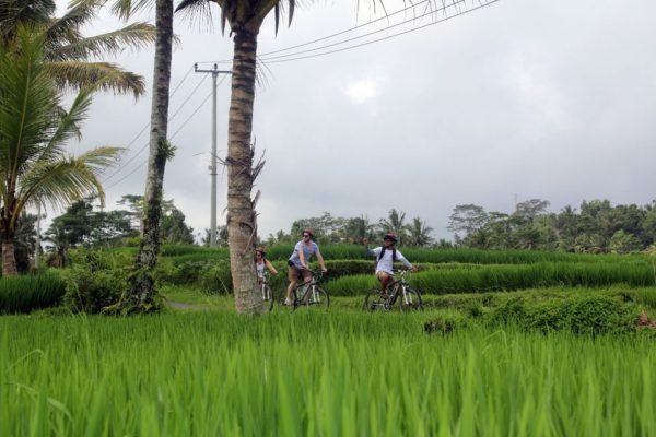 Downhill Bike Tour with Rice Terraces and Meal