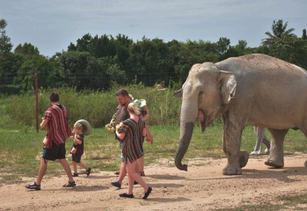 Elephant Jungle Sanctuary Day Trip