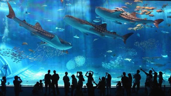 Enter a World of Underwater Wonder at COEX Aquarium