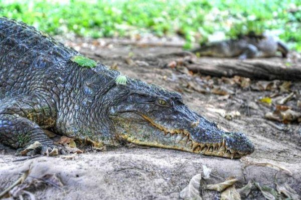 Watch Crocodiles on Private Eco-Tour
