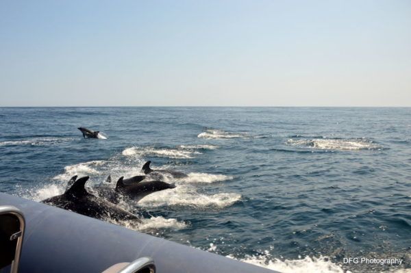 Dolphin And Whale Watching Tour