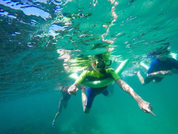 Manly and Shelly Beach Snorkelling Tour