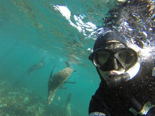 Seal Snorkeling Experience