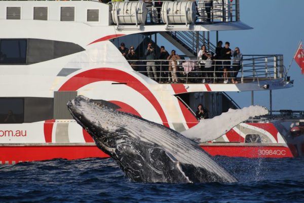 Sydney Whale Watching Cruise