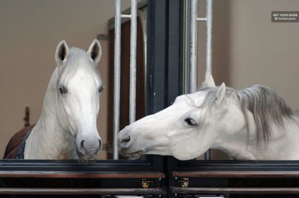 Vienna Spanish Riding School