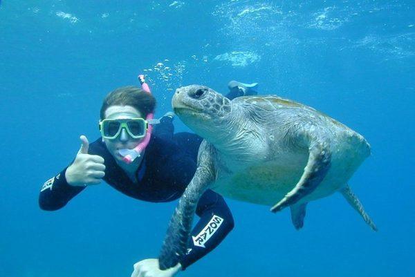 Snorkel With the Sea Turtles