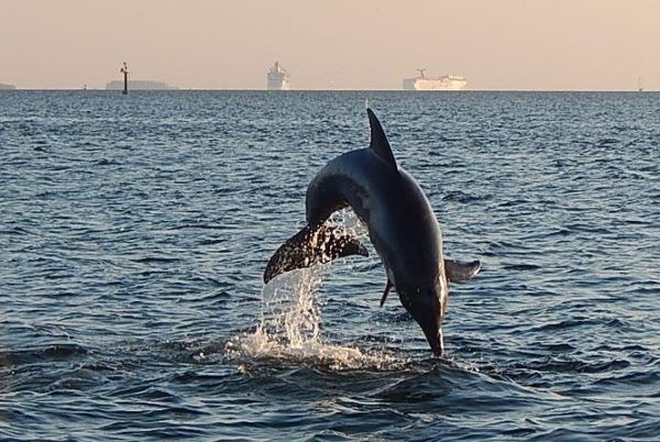 Keep Your Eyes Peeled on a Dolphin Sightseeing Cruise