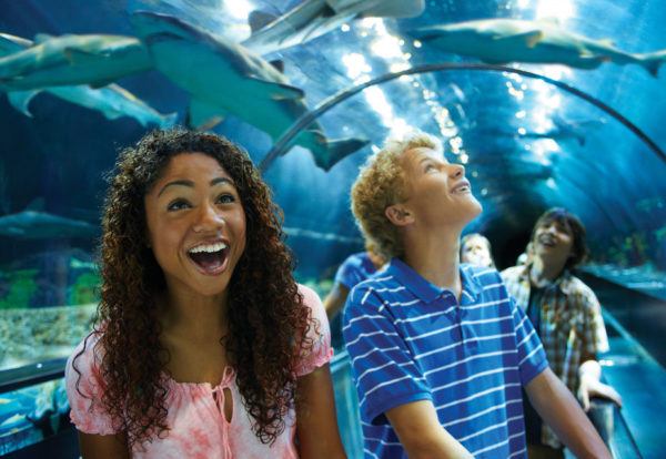 Learn About Aquatic Life at SeaWorld