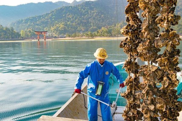 Witness an Oyster Harvest