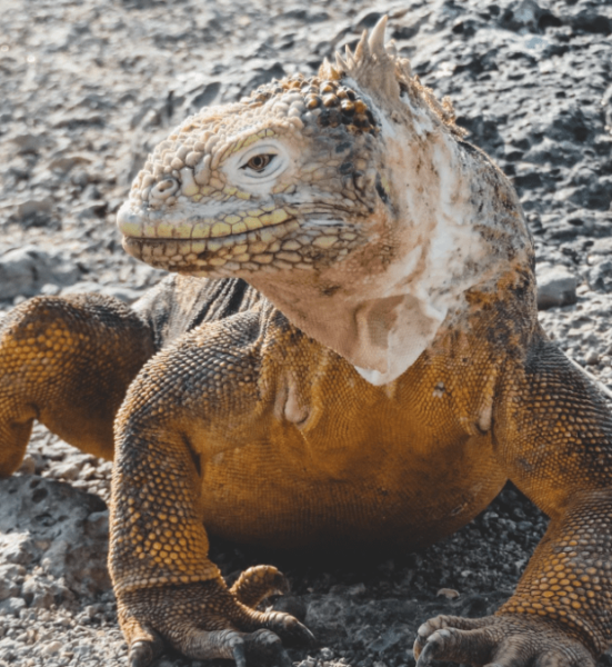 Galapagos-land-iguana