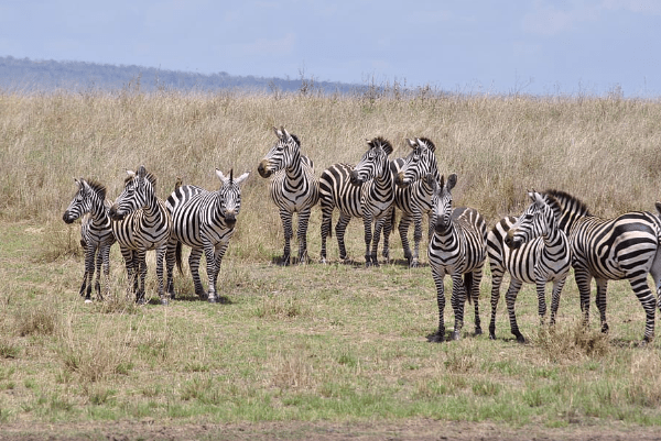 Safari in Tanzania